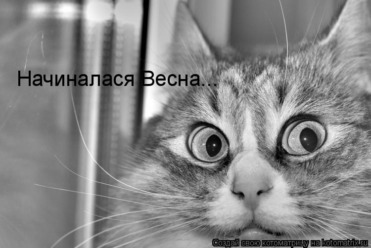 Начиналася Весна...... Котоматрица: Начиналася Весна...