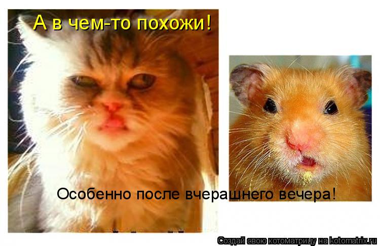 А в чем-то похожи! Особенно после вчерашнего вечера!... Котоматрица: А в чем-то похожи! Особенно после вчерашнего вечера!