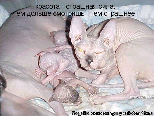 красота - страшная сила: чем дольше смотришь - тем страшнее!... Котоматрица: красота - страшная сила: чем дольше смотришь - тем страшнее!