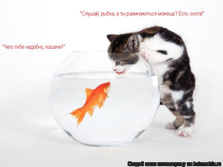 "Чего тебе надобно, кошаче?" "Слушай, рыбка, а ты размножиться можешь? Есть охота!"... Котоматрица: "Чего тебе надобно, кошаче?" "Слушай, рыбка, а ты размножиться можешь? Есть охота!"