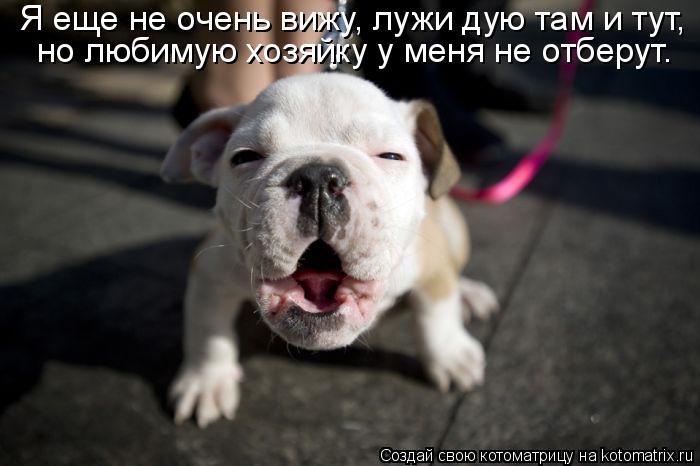 Я еще не очень вижу, лужи дую там и тут, но любимую хозяйку у меня не отберут.... Котоматрица: Я еще не очень вижу, лужи дую там и тут, но любимую хозяйку у меня не отберут.
