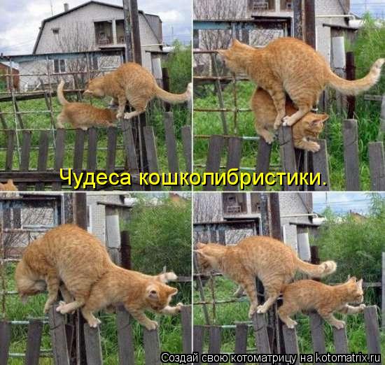 Котоматрица: Чудеса кошколибристики.