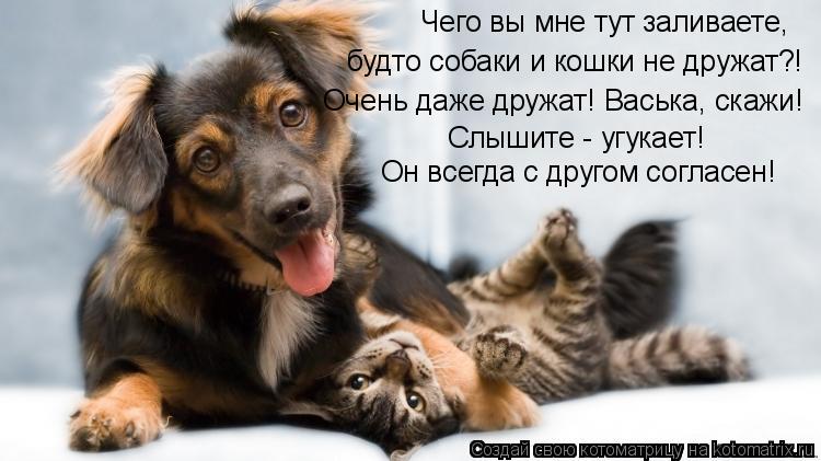 Котоматрица: Чего вы мне тут заливаете, будто собаки и кошки не дружат?! Очень даже дружат! Васька, скажи! Слышите - угукает! Он всегда с другом согласен!