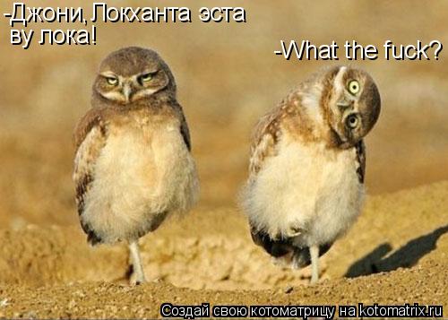 Котоматрица: -Джони, Локханта эста ву лока! -What the fuck?