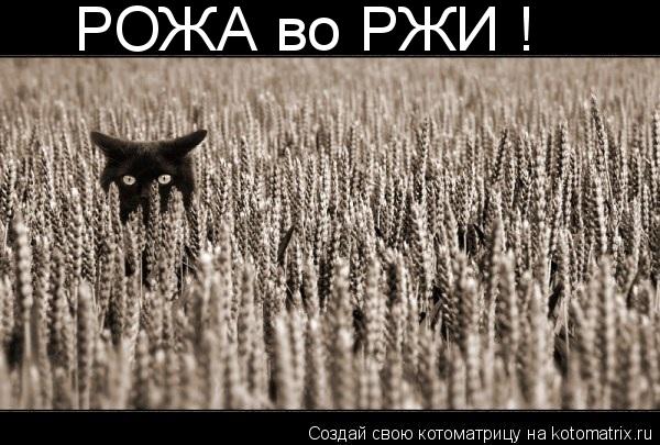 РОЖА во РЖИ !... Котоматрица: РОЖА во РЖИ !