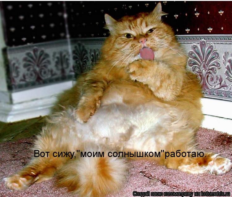 Вот сижу,"моим солнышком"работаю.... Котоматрица: Вот сижу,"моим солнышком"работаю.