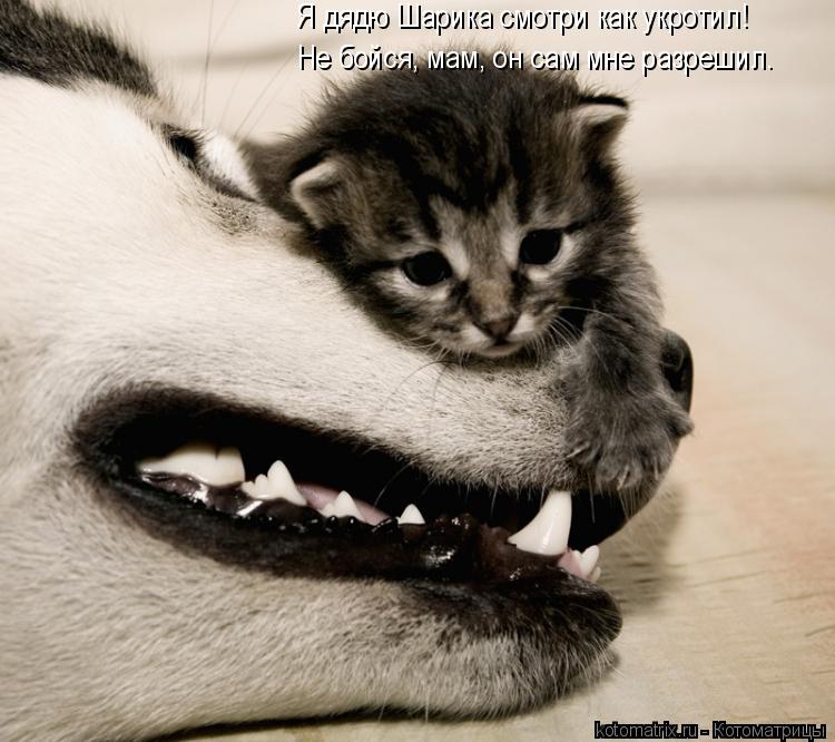 Я дядю Шарика смотри как укротил! Не бойся, мам, он сам мне разрешил.... Котоматрица: Я дядю Шарика смотри как укротил! Не бойся, мам, он сам мне разрешил.