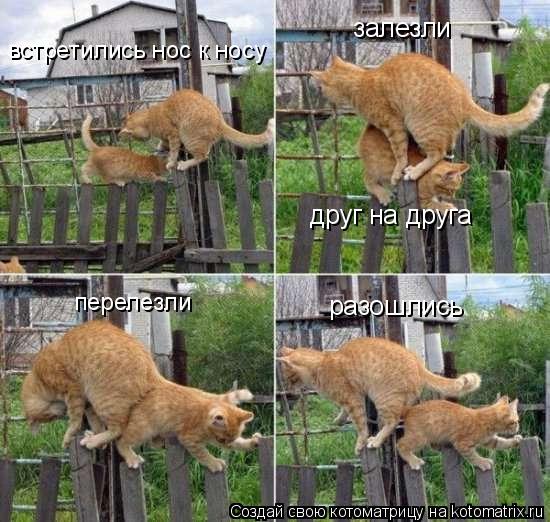 Котоматрица: залезли  друг на друга разошлись встретились нос к носу перелезли