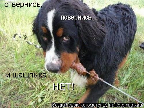 отвернись, повернись, и шашлыка НЕТ!... Котоматрица: отвернись, повернись, и шашлыка НЕТ!