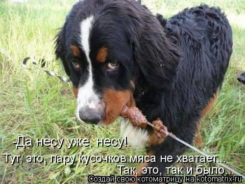 -Да несу уже, несу! Тут, это, пару кусочков мяса не хватает... Так, это, так и было...... Котоматрица: -Да несу уже, несу! Тут, это, пару кусочков мяса не хватает... Так, это, так и было...