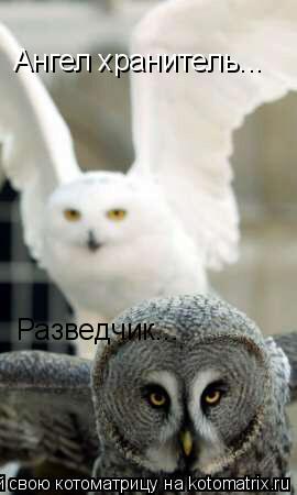 Ангел хранитель... Разведчик...... Котоматрица: Ангел хранитель... Разведчик...