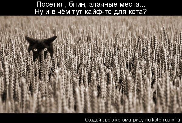 Котоматрица: Посетил, блин, злачные места... Ну и в чём тут кайф-то для кота?