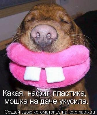 Какая, нафиг, пластика, мошка на даче укусила.... Котоматрица: Какая, нафиг, пластика, мошка на даче укусила.