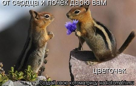 от сердца и почек дарю вам цветочек... Котоматрица: от сердца и почек дарю вам цветочек