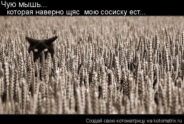 Чую мышь... которая наверно щяс мою сосиску ест...... Котоматрица: Чую мышь... которая наверно щяс мою сосиску ест...