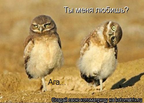Ты меня любишь? Ага...... Котоматрица: Ты меня любишь? Ага...