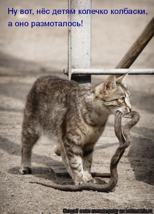 Ну вот, нёс детям колечко колбаски, а оно размоталось!... Котоматрица: Ну вот, нёс детям колечко колбаски, а оно размоталось!