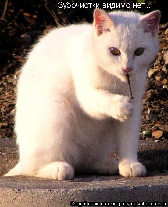 Зубочистки,видимо,нет...... Котоматрица: Зубочистки,видимо,нет...