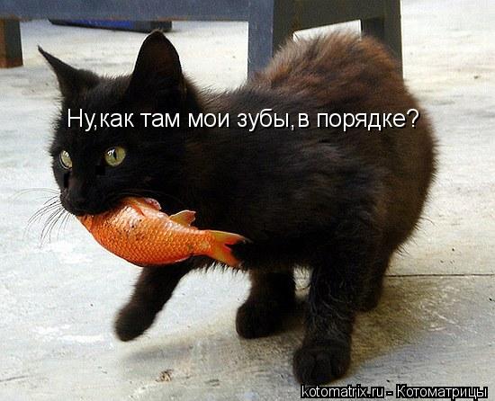 Ну,как там мои зубы,в порядке?... Котоматрица: Ну,как там мои зубы,в порядке?