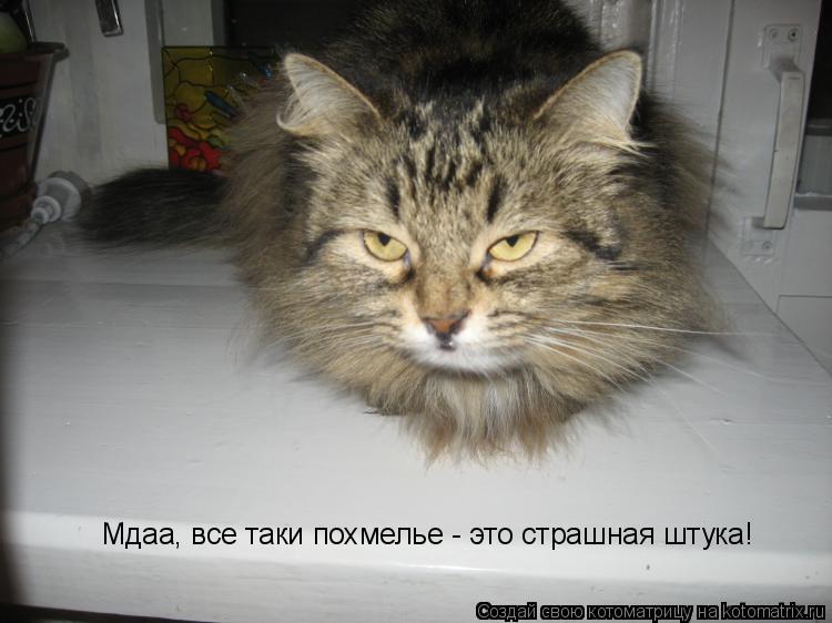 Мдаа, все таки похмелье - это страшная штука!... Котоматрица: Мдаа, все таки похмелье - это страшная штука!