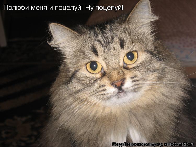 Полюби меня и поцелуй! Ну поцелуй!... Котоматрица: Полюби меня и поцелуй! Ну поцелуй!