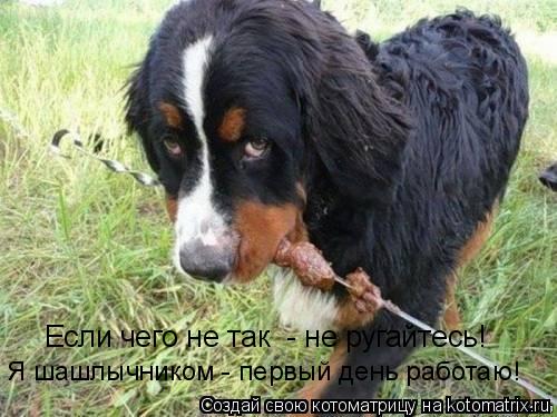 Я шашлычником - первый день работаю! Если чего не так - не ругайтесь!... Котоматрица: Я шашлычником - первый день работаю! Если чего не так - не ругайтесь!