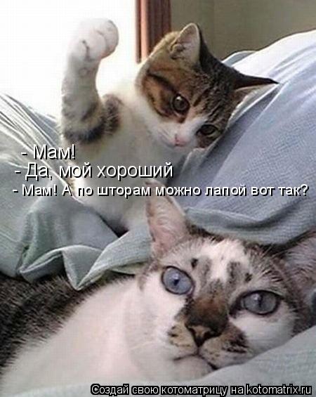 - Мам! - Да, мой хороший - Мам! А по шторам можно лапой вот так?... Котоматрица: - Мам! - Да, мой хороший - Мам! А по шторам можно лапой вот так?