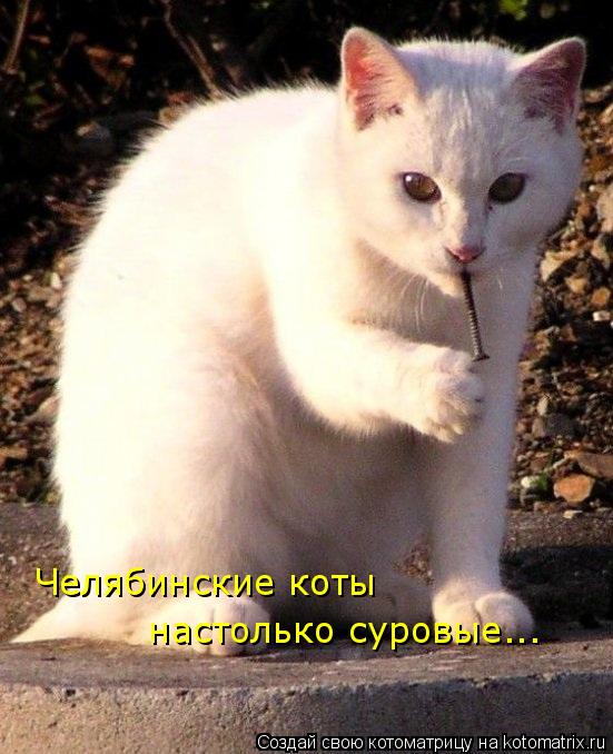 Челябинские коты настолько суровые...... Котоматрица: Челябинские коты настолько суровые...