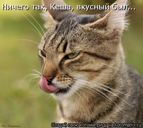 Ничего так, Кеша, вкусный был...... Котоматрица: Ничего так, Кеша, вкусный был...