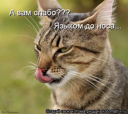 А вам слабо??? Языком до носа...... Котоматрица: А вам слабо??? Языком до носа...