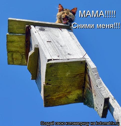 МАМА!!!!! Сними меня!!!... Котоматрица: МАМА!!!!! Сними меня!!!