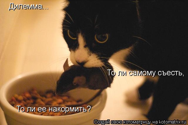 Дилемма... То ли самому съесть, То ли ее накормить?... Котоматрица: Дилемма... То ли самому съесть, То ли ее накормить?