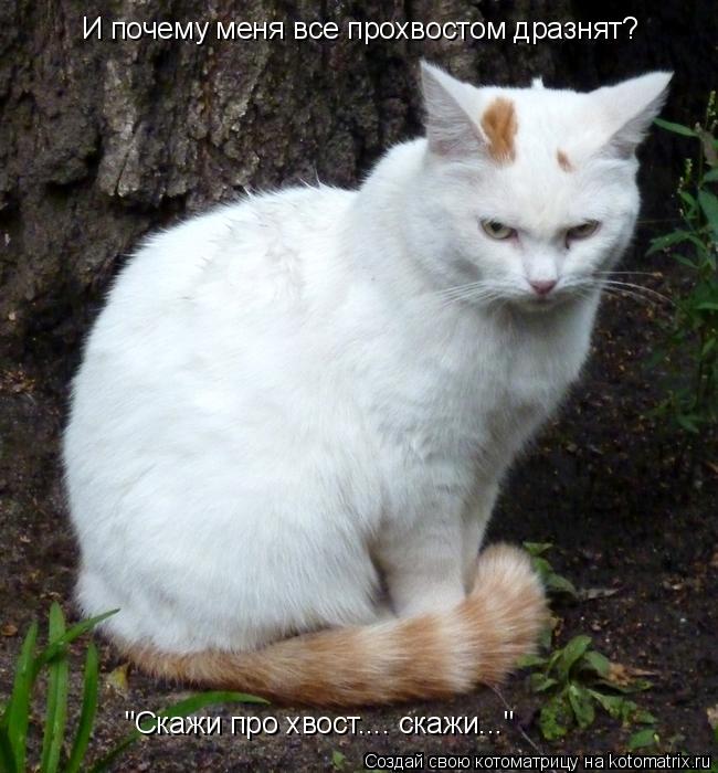 И почему меня все прохвостом дразнят? "Скажи про хвост.... скажи..."... Котоматрица: И почему меня все прохвостом дразнят? "Скажи про хвост.... скажи..."