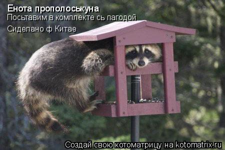 Енота прополоськуна Посьтавим в комплекте сь пагодой Сиделано ф Китае... Котоматрица: Енота прополоськуна Посьтавим в комплекте сь пагодой Сиделано ф Китае