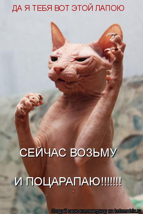 ДА Я ТЕБЯ ВОТ ЭТОЙ ЛАПОЮ СЕЙЧАС ВОЗЬМУ И ПОЦАРАПАЮ!!!!!!!... Котоматрица: ДА Я ТЕБЯ ВОТ ЭТОЙ ЛАПОЮ СЕЙЧАС ВОЗЬМУ И ПОЦАРАПАЮ!!!!!!!