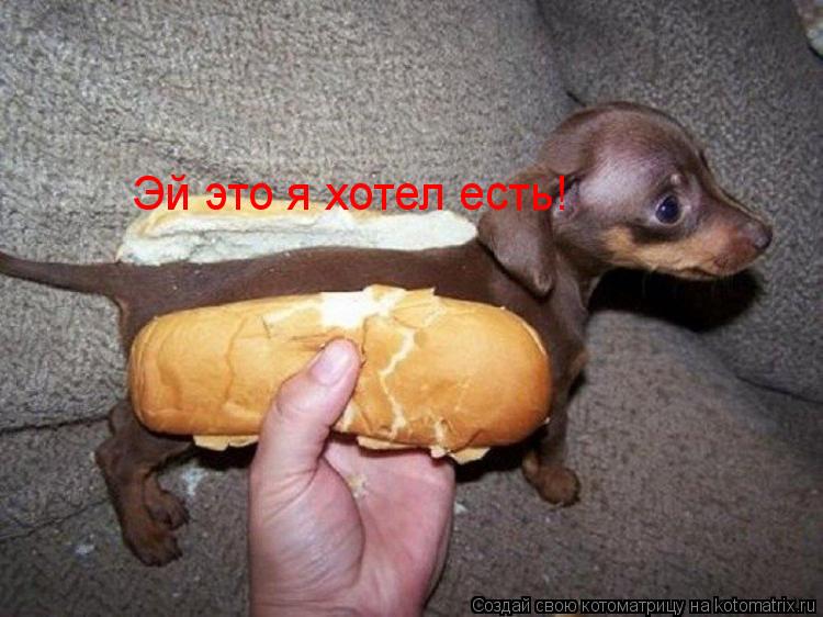 Эй это я хотел есть!... Котоматрица: Эй это я хотел есть!