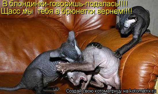 В блондинки-говоришь-подалась!!!! Щасс мы тебя в брюнетки вернем!!!!... Котоматрица: В блондинки-говоришь-подалась!!!! Щасс мы тебя в брюнетки вернем!!!!