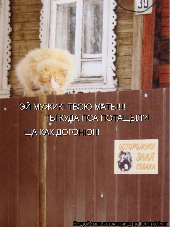 ЭЙ МУЖИК! ТВОЮ МАТЬ!!!! ТЫ КУДА ПСА ПОТАЩЫЛ?! ЩА КАК ДОГОНЮ!!!... Котоматрица: ЭЙ МУЖИК! ТВОЮ МАТЬ!!!! ТЫ КУДА ПСА ПОТАЩЫЛ?! ЩА КАК ДОГОНЮ!!!
