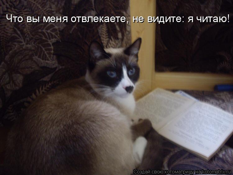 Что вы меня отвлекаете, не видите: я читаю!... Котоматрица: Что вы меня отвлекаете, не видите: я читаю!