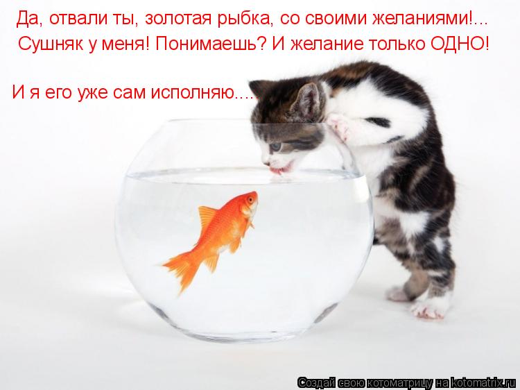 Да, отвали ты, золотая рыбка, со своими желаниями!... Сушняк у меня! Понимаешь? И желание только ОДНО... Котоматрица: Да, отвали ты, золотая рыбка, со своими желаниями!... Сушняк у меня! Понимаешь? И желание только ОДНО! И я его уже сам исполняю.....