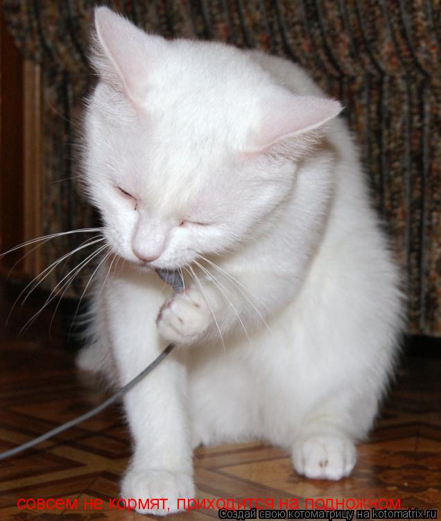 совсем не кормят, приходится на подножном...... Котоматрица: совсем не кормят, приходится на подножном...