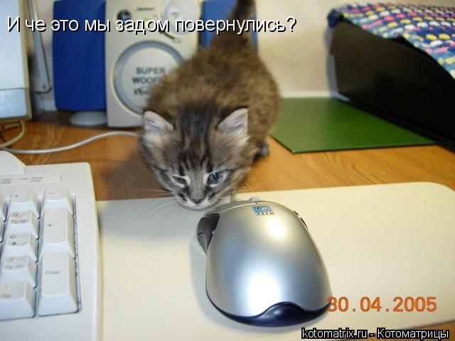 И че это мы задом повернулись?... Котоматрица: И че это мы задом повернулись?