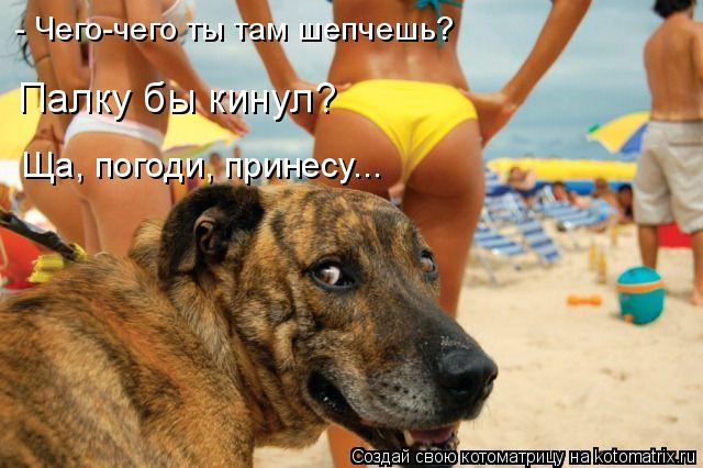 - Чего-чего ты там шепчешь? Ща, погоди, принесу... Палку бы кинул?... Котоматрица: - Чего-чего ты там шепчешь? Ща, погоди, принесу... Палку бы кинул?