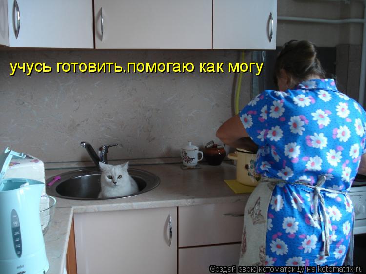 учусь готовить.помогаю как могу... Котоматрица: учусь готовить.помогаю как могу