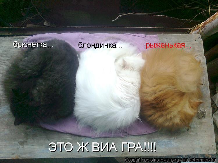 брюнетка... блондинка... рыженькая... ЭТО Ж ВИА ГРА!!!!... Котоматрица: брюнетка... блондинка... рыженькая... ЭТО Ж ВИА ГРА!!!!