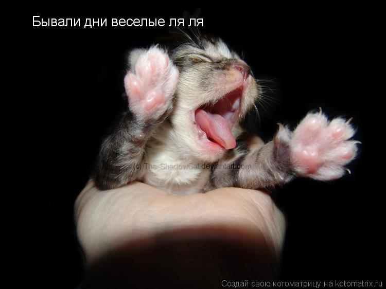 Бывали дни веселые ля ля... Котоматрица: Бывали дни веселые ля ля