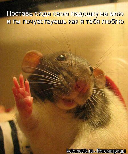 Поставь сюда свою ладошку на мою и ты почувствуешь как я тебя люблю.... Котоматрица: Поставь сюда свою ладошку на мою и ты почувствуешь как я тебя люблю.