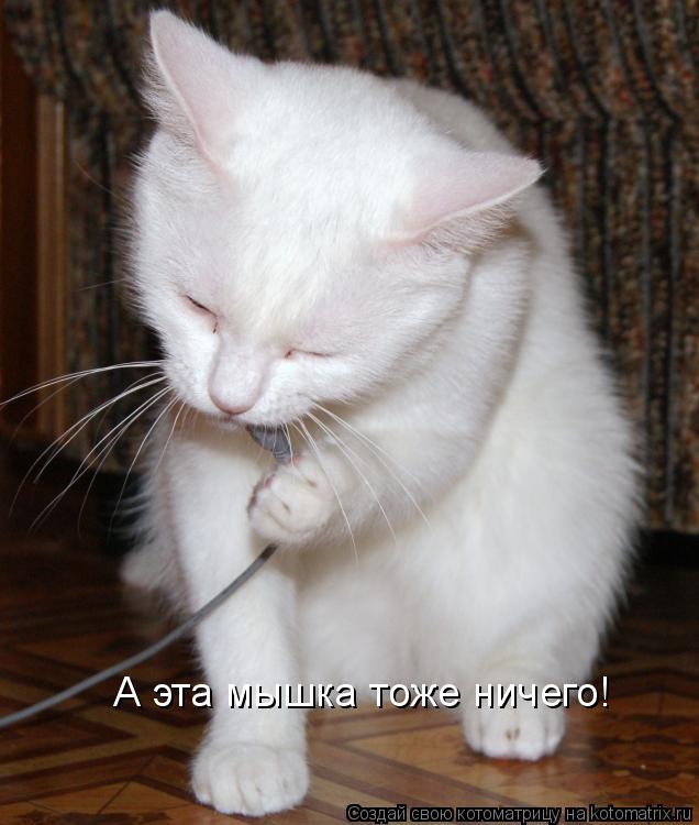 А эта мышка тоже ничего!... Котоматрица: А эта мышка тоже ничего!