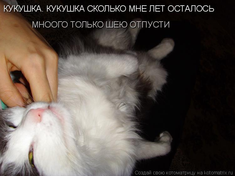 КУКУШКА. КУКУШКА СКОЛЬКО МНЕ ЛЕТ ОСТАЛОСЬ МНООГО ТОЛЬКО ШЕЮ ОТПУСТИ... Котоматрица: КУКУШКА. КУКУШКА СКОЛЬКО МНЕ ЛЕТ ОСТАЛОСЬ МНООГО ТОЛЬКО ШЕЮ ОТПУСТИ