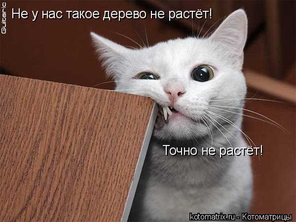 Котоматрица: Не у нас такое дерево не растёт! Точно не растёт!